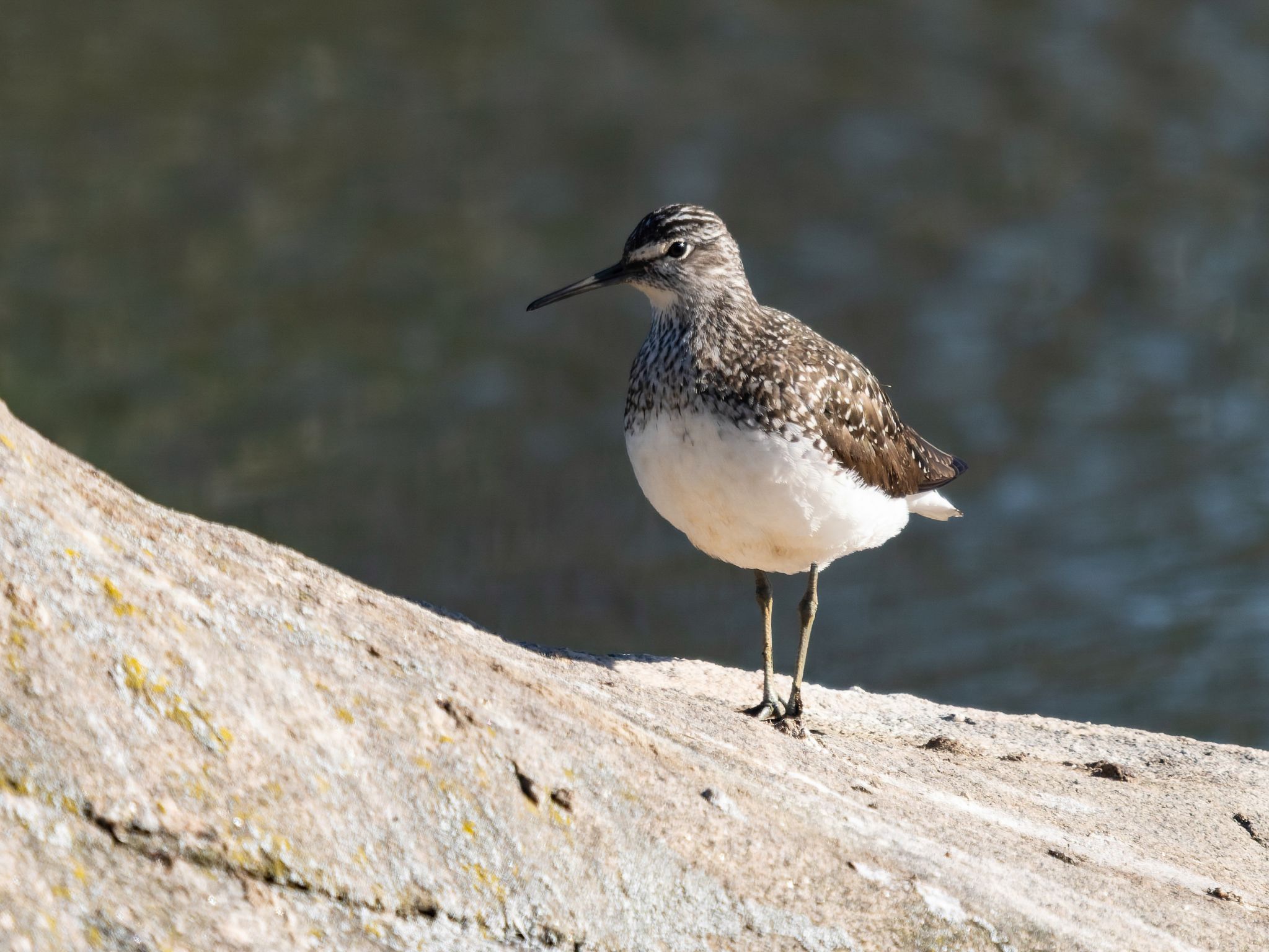 Waldwasserläufer